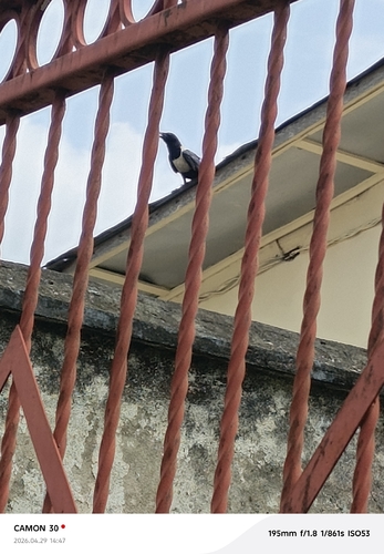 Pied Crow