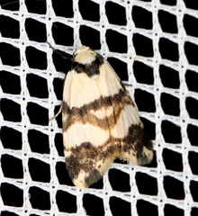 Thallarcha albicollis