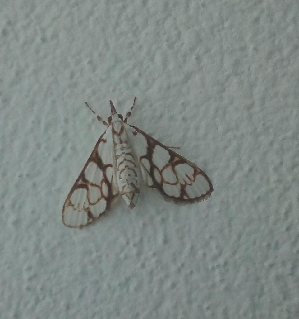 Cirrhochrista cygnalis