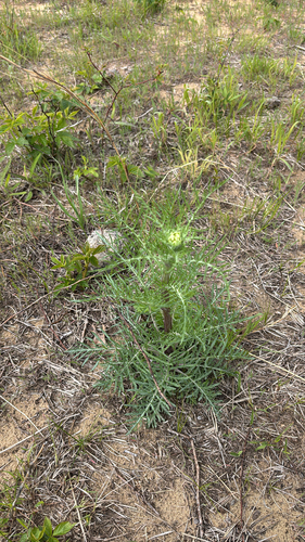 iNaturalist observation photo of Carolina Woollywhite