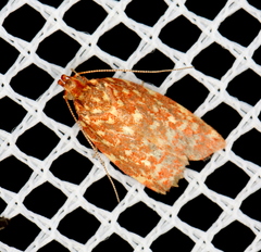 Syringoseca rhodoxantha