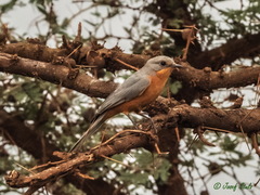 Melaenornis semipartitus