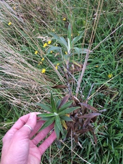 Macrolearia angustifolia