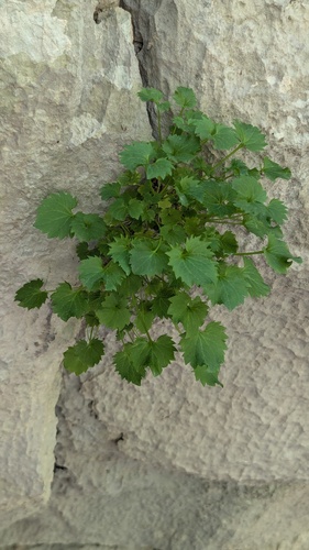 Campanula fenestrellata, photograph 6