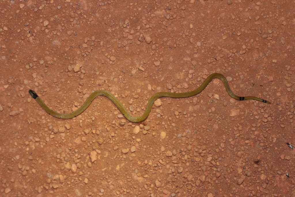 Speckled Coral Snake