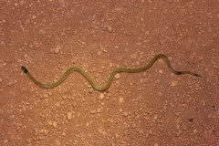 Calliophis maculiceps