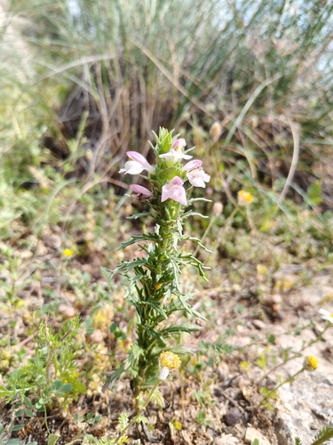 Mediterranean lineseed