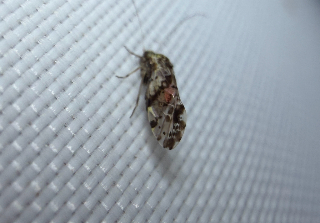 Trichadenotecnum slossonae