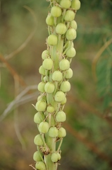 Eremurus inderiensis