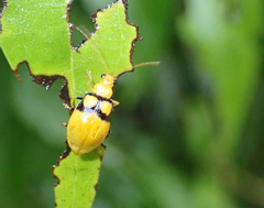 Monolepta oculata