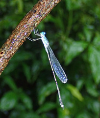 Indolestes tenuissimus