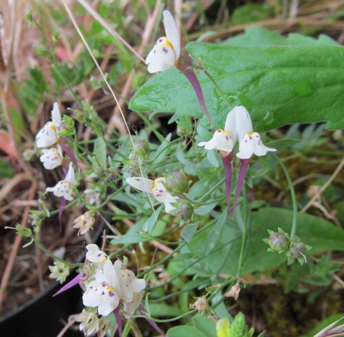 Linaria amethystea, photograph 3