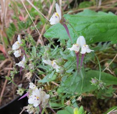 Amethyst Toadflax (Linaria amethystea)