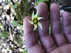 Uvularia