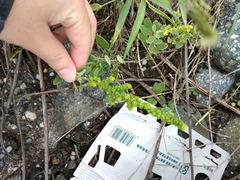 Chenopodium acuminatum virgatum