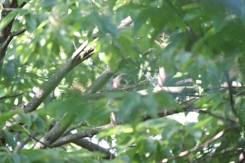 Himalayan Owl (Strix nivicolum), photo 10