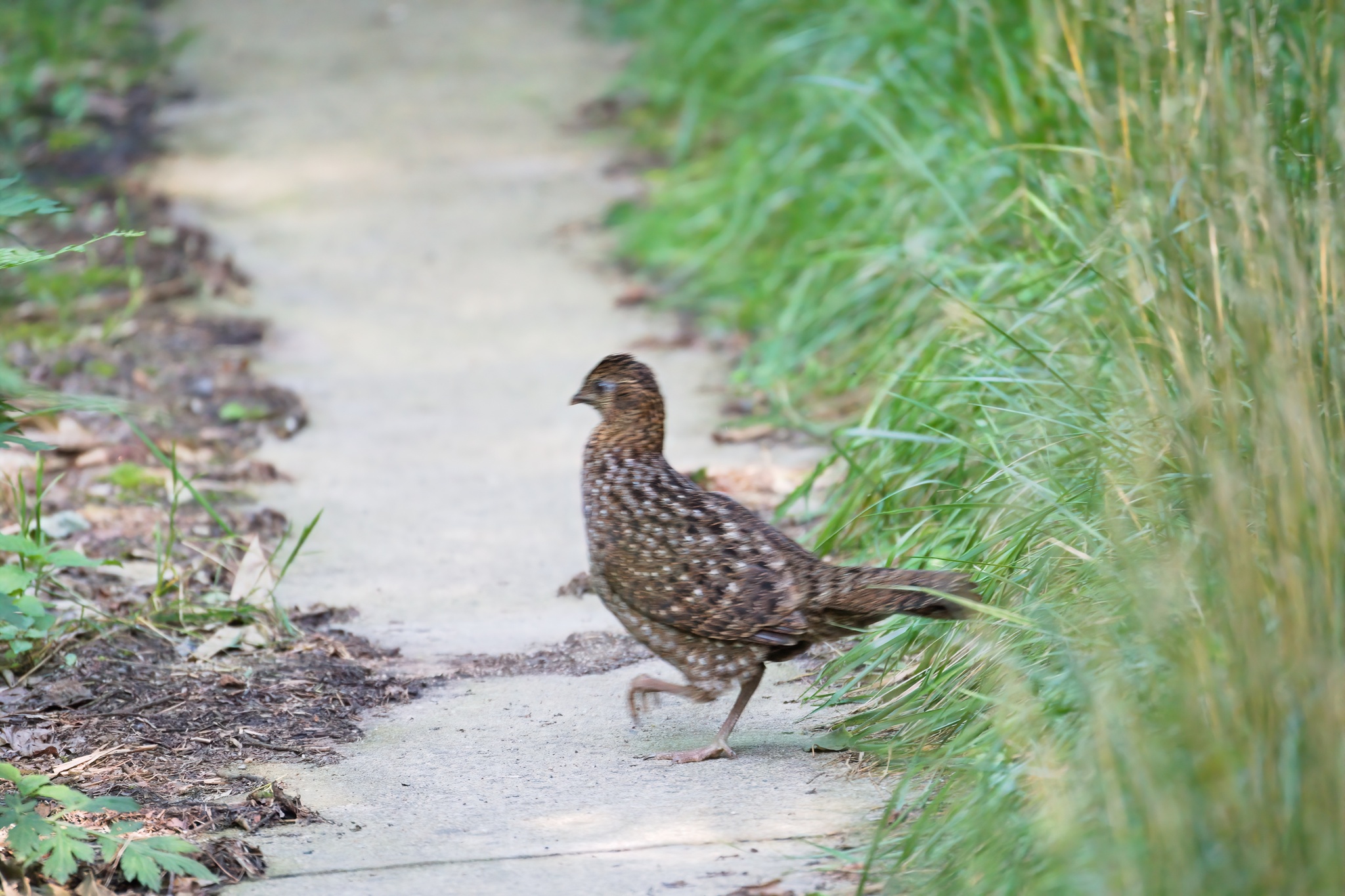Temminck's Tragopan (Tragopan temminckii), photo 5