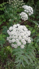 Conioselinum tataricum