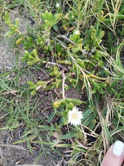 Delosperma patersoniae