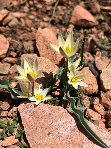Tulipa bifloriformis, photograph 6