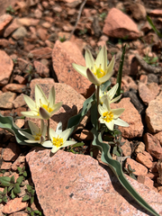 Tulipa bifloriformis, photograph (c) dschigel, some rights reserved (CC BY)