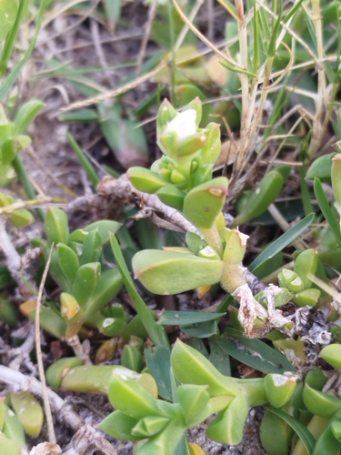 Delosperma patersoniae, photograph 2