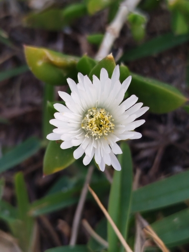Delosperma patersoniae, photograph 3