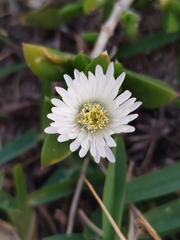 Delosperma patersoniae, photograph (c) Amy Riordan, some rights reserved (CC BY)
