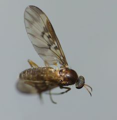 Sylvicola neozelandicus