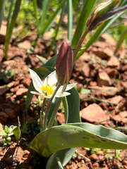 (c) dschigel, some rights reserved (CC BY) Tulipa bifloriformis, photograph (c) dschigel, some rights reserved (CC BY)
