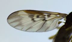 Sylvicola neozelandicus