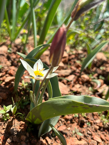 Tulipa bifloriformis, photograph 4