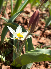 (c) dschigel, some rights reserved (CC BY) Tulipa bifloriformis, photograph (c) dschigel, some rights reserved (CC BY)