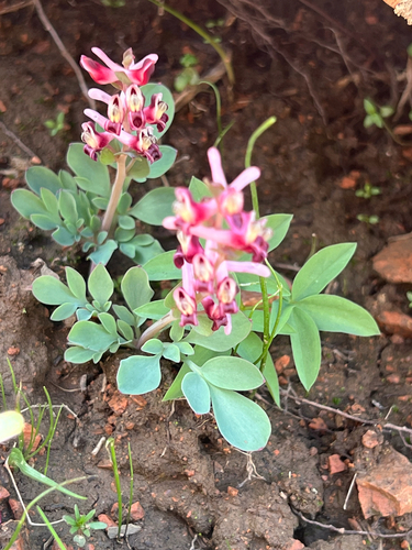 Corydalis ledebouriana, photograph 6