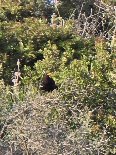 Avistamiento Turdus merula