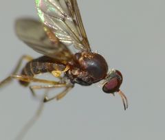 Sylvicola neozelandicus