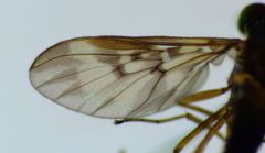 Sylvicola neozelandicus