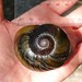 Kauri Snail - Photo (c) Jacqui Geux, some rights reserved (CC BY), uploaded by Jacqui Geux