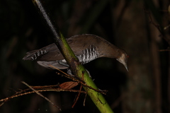 Rallina eurizonoides