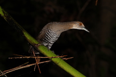 Rallina eurizonoides