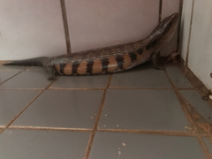 Tiliqua scincoides intermedia