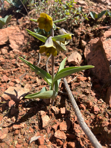 Fritillaria sewerzowii, photograph 5