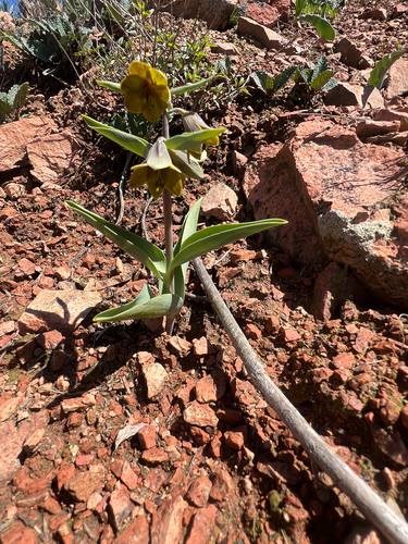 Fritillaria sewerzowii, photograph 6