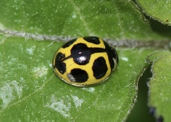 Oenopia sauzeti