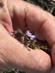 Salvia obtusata (Salvia obtusata)