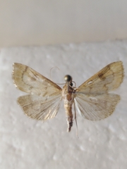 Udea fulvalis