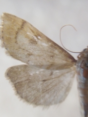 Udea fulvalis