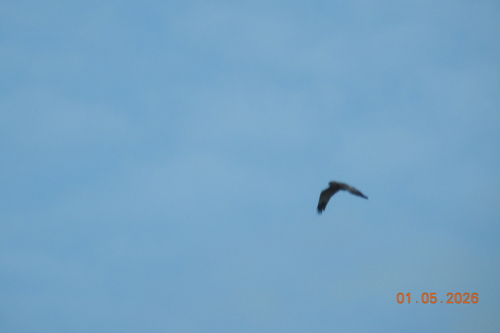 Western Marsh Harrier