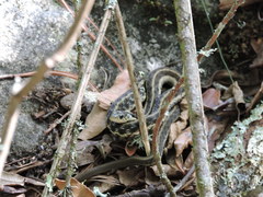 Thamnophis fulvus