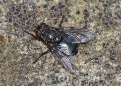 Calliphorinae